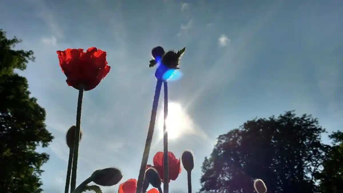 A closed poppy bud.