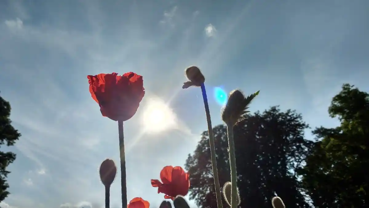 An opening poppy bud.