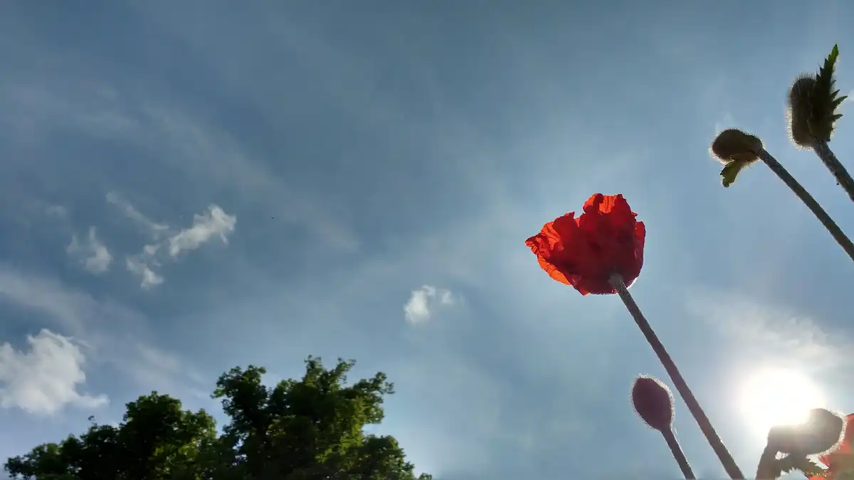 A single red poppy against a wide, bright sky.